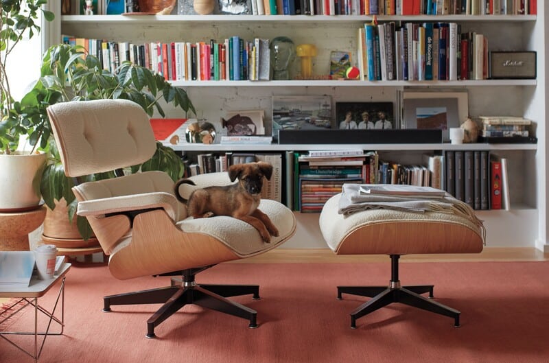 Cachorro relaxando em poltrona moderna com estante ao fundo